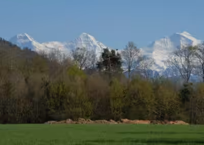 Schneebedeckte Alpengipfel hinter üppigem Wald, symbolisiert natürliche Schönheit und Ruhe in atemberaubender Landschaft.
