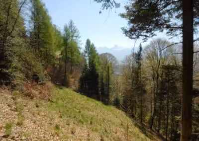 Blick auf einen sonnigen Waldhang mit grünen Bäumen und Alpen im Hintergrund bei klarem Himmel.