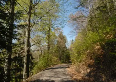 Waldweg im Frühling, umgeben von frischem Grün und strahlendem Himmel, perfekt für eine Wanderung in der Natur.