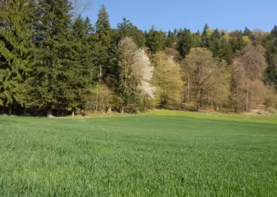 Grüne Wiese vor dichtem Wald mit blühenden Bäumen unter klarem blauen Himmel im Frühling.