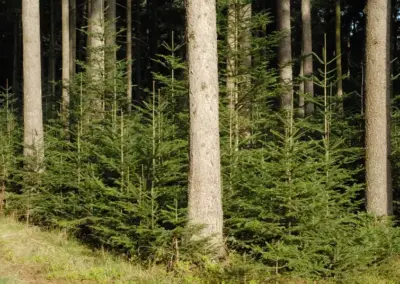 Dichter Nadelwald bei Sonnenlicht, mit hohen Bäumen und dichtem Unterholz, zeigt eine natürliche Waldlandschaft.