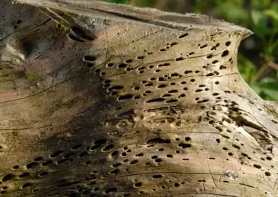 Baumstamm mit zahlreichen Insektenlöchern, Nahaufnahme, zeigt natürliche Holzstruktur und Schädlinge im Wald.