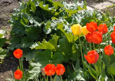 Rote und gelbe Tulpen blühen neben grünen Rhabarberblättern im Garten im Sonnenlicht.