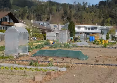 Kleingarten mit Frühbeeten, Gewächshäusern und Wohnhäusern im Hintergrund an einem sonnigen Tag.