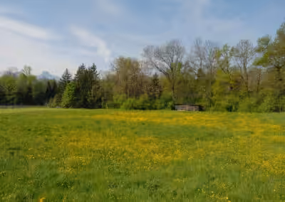 Blühende Frühlingswiese mit gelben Blumen, Bäumen im Hintergrund und blauem Himmel, ruhige Naturkulisse im Frühling.