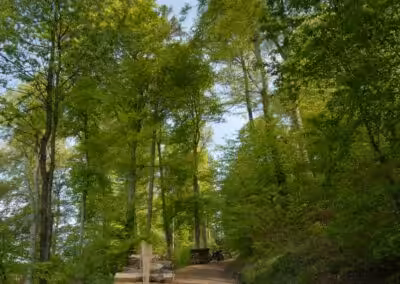 Waldweg mit gestapeltem Holz, umgeben von grünen Bäumen an einem sonnigen Tag im Frühling.