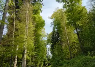 Waldweg im Frühling, gesäumt von hohen, grünen Bäumen unter blauem Himmel, ideal für Naturspaziergänge.