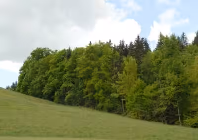 Grüne Waldwiese unter bewölktem Himmel, umgeben von dichten Bäumen und ruhiger Natur.