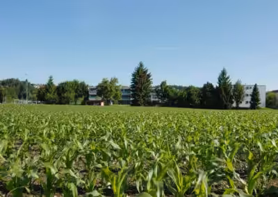 Grünes Maisfeld unter klarem Himmel, im Hintergrund Bäume und Wohnhäuser anzeigen. Ideal für städtische Landwirtschaftsprojekte.