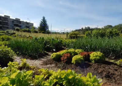 Gemüsegarten bei Wohngebäuden, mit Salaten, Kräutern und sonnigem Himmel im Hintergrund. Urbaner Anbau von frischen Lebensmitteln.