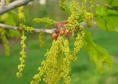 Grüne Eichenblätter und hängende Kätzchenblüten im Frühling. Frische Zweige im Garten.