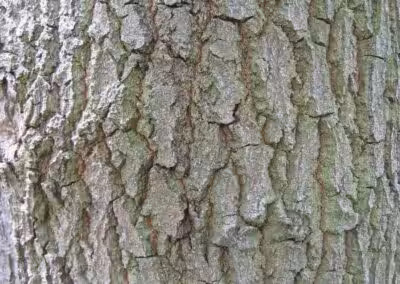 Rauhe Baumrinde einer Esche, Nahaufnahme. Natürliche Details und Struktur der Rinde, ideal für Biologie und Naturstudien.