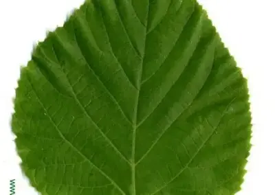 Grünes Lindenblatt mit gezacktem Rand, detaillierte Blattstruktur sichtbar, perfekte Naturaufnahme für botanische Studien.