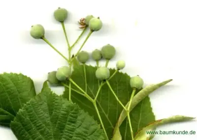 Grüne Lindenfrüchte und Blätter, nah aufgenommen auf weißem Hintergrund, botanische Darstellung.