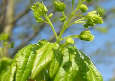Junge grüne Blätter und Knospen eines Ahornbaums im Frühling vor blauem Himmel.