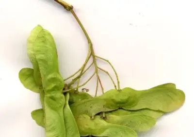 Ahorn-Samaras auf weißem Hintergrund, gezackt und grün, typisch für Ahornbäume in der Natur.