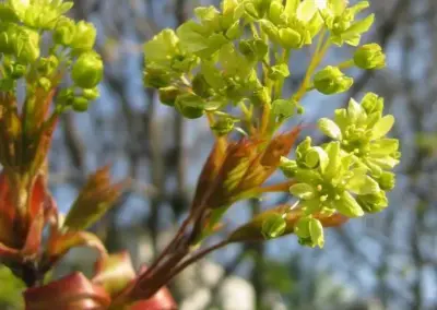 Grüne Blüten des Spitzahorns im Frühling, Nahaufnahme vor unscharfem Hintergrund.