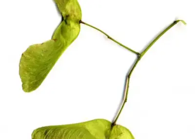 Ahorn-Samen mit grünen Flügeln auf weißem Hintergrund, die an kleine Propeller erinnern.