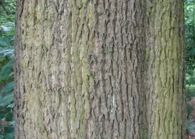 Rindenstruktur eines Baumes mit grünen Flechten im Wald, Nahaufnahme, detaillierte Textur und natürliche Muster.