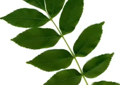 Grüner Eschenzweig mit gefiederten Blättern auf weißem Hintergrund für botanische Studien.