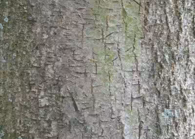 Rauhe Rinde einer Eiche, Nahaufnahme mit Moosflecken. Ideal für Natur- und Forstwirtschaftsthemen.