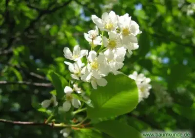Weiße Blüten an einem Ast im Frühlingslicht, umgeben von grünen Blättern und unscharfem Hintergrund.