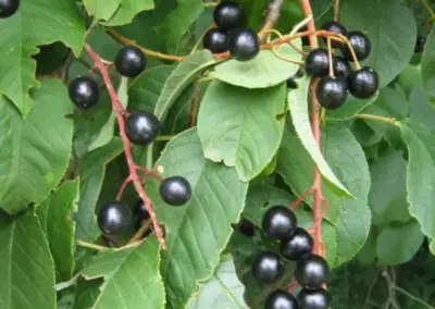 Schwarze Beeren an einem Strauch mit grünen Blättern, Nahaufnahme, ideal für Botanik- und Naturthemen.