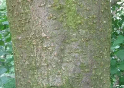 Nahaufnahme eines Baumstamms mit grünem Moos bedeckt, umgeben von grünem Laub im Hintergrund.