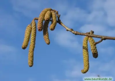 Kätzchen der Hasel an einem Ast vor blauem Himmel – Frühlingserwachen in der Natur.