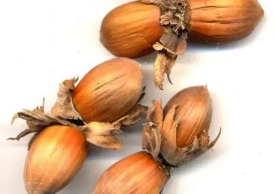 Haselnüsse mit Schalen auf weißem Hintergrund, perfekte Herbsternte, bereit für gesunde Snacks oder Backen.