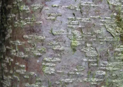 Nahaufnahme einer Baumrinde mit moosbedeckten Strukturen und natürlicher Textur, ideal für Botanik-Studien.