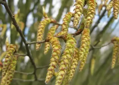 Weidenkätzchen am Ast im Frühling, Nahaufnahme botanische Details, leuchtend gelb-grün vor unscharfem Hintergrund.