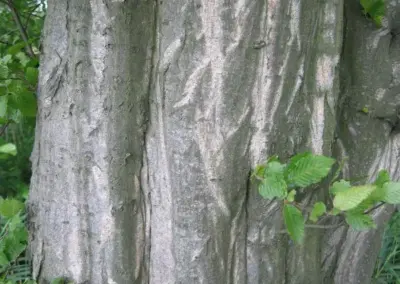 Detailaufnahme einer grau gefurchten Baumrinde mit grünen Blättern.
