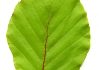 Grünes Buchenblatt mit sichtbaren Adern auf weißem Hintergrund, perfekte Darstellung der Blattstruktur.