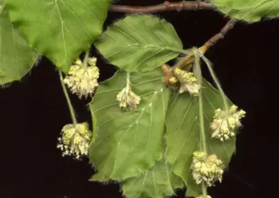 Grüne Blätter und Blüten einer Baumart vor schwarzem Hintergrund, detailliert dargestellt für botanische Studien.