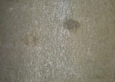 Nahaufnahme einer glatten Baumrinde mit leichten Verfärbungen und Texturen, ideal zur Identifikation von Baumarten.
