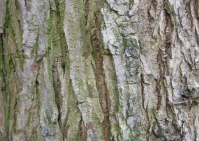 Nahaufnahme der rauen Rinde eines Baumes mit grünen Moosschichten, die natürliche Textur und Details zeigen.
