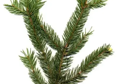 Tannenzweig mit grünen Nadeln, Nahaufnahme auf weißem Hintergrund. Ideal für botanische Projekte oder Naturstudien.