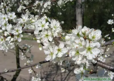 Weiße Blüten eines Kirschbaums im Frühling, Nahaufnahme, Naturfotografie Blühende Zweige.