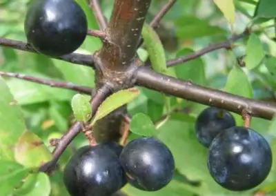 Schwarzdornzweig mit reifen schwarzen Schlehenbeeren und grünen Blättern, Nahaufnahme im natürlichen Lebensraum.