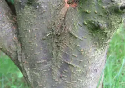 Stamm eines Baumes mit rauer, bemooster Rinde, umgeben von grünem Gras. Ideal für Naturbeobachtungen.