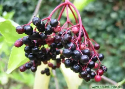 Schwarzer Holunder (Sambucus nigra) Beeren am Strauch, Nahaufnahme im Garten, grüner Hintergrund. Ideal für Naturblogs.