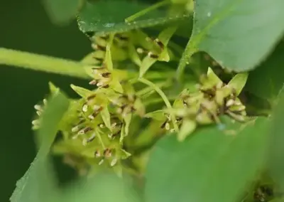 Nahaufnahme von grünen Blättern und kleinen gelben Blüten in natürlichem Licht, umgeben von saftigem Grün.