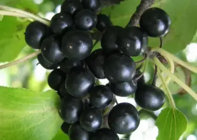 Schwarze Beeren an einem Ast mit grünen Blättern im Sonnenlicht. Geeignet zum Identifizieren von Aronia-Pflanzen.