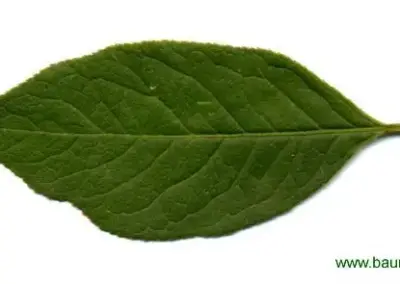 Grünes Blatt eines Baumes, detaillierte Blattstruktur auf weißem Hintergrund. Ideal zur Pflanzenbestimmung.