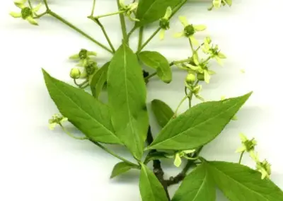 Zweig mit grünen Blättern und kleinen gelben Blüten auf weißem Hintergrund.