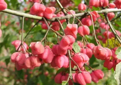 Leuchtend rote Früchte des Pfaffenhütchens an einem Zweig, umgeben von grünen Blättern im Sonnenschein.