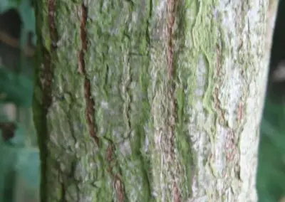 Detail der Baumrinde mit grünem Moos in natürlicher Umgebung. Naturlandschaft und Texturstudie.