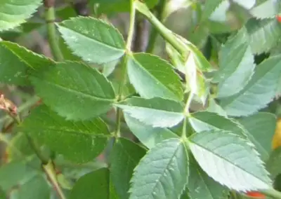 Grüne Blätter und rote Hagebutten an Sträuchern im Wald, Naturdetailansicht.