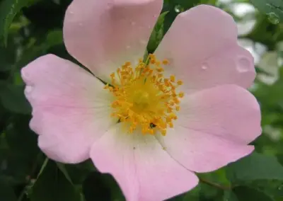 Rosa Hundsrose mit gelber Mitte und grünen Blättern nach Regen, Nahaufnahme, natürliche Schönheit im Garten.